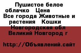 Пушистое белое облачко › Цена ­ 25 000 - Все города Животные и растения » Кошки   . Новгородская обл.,Великий Новгород г.